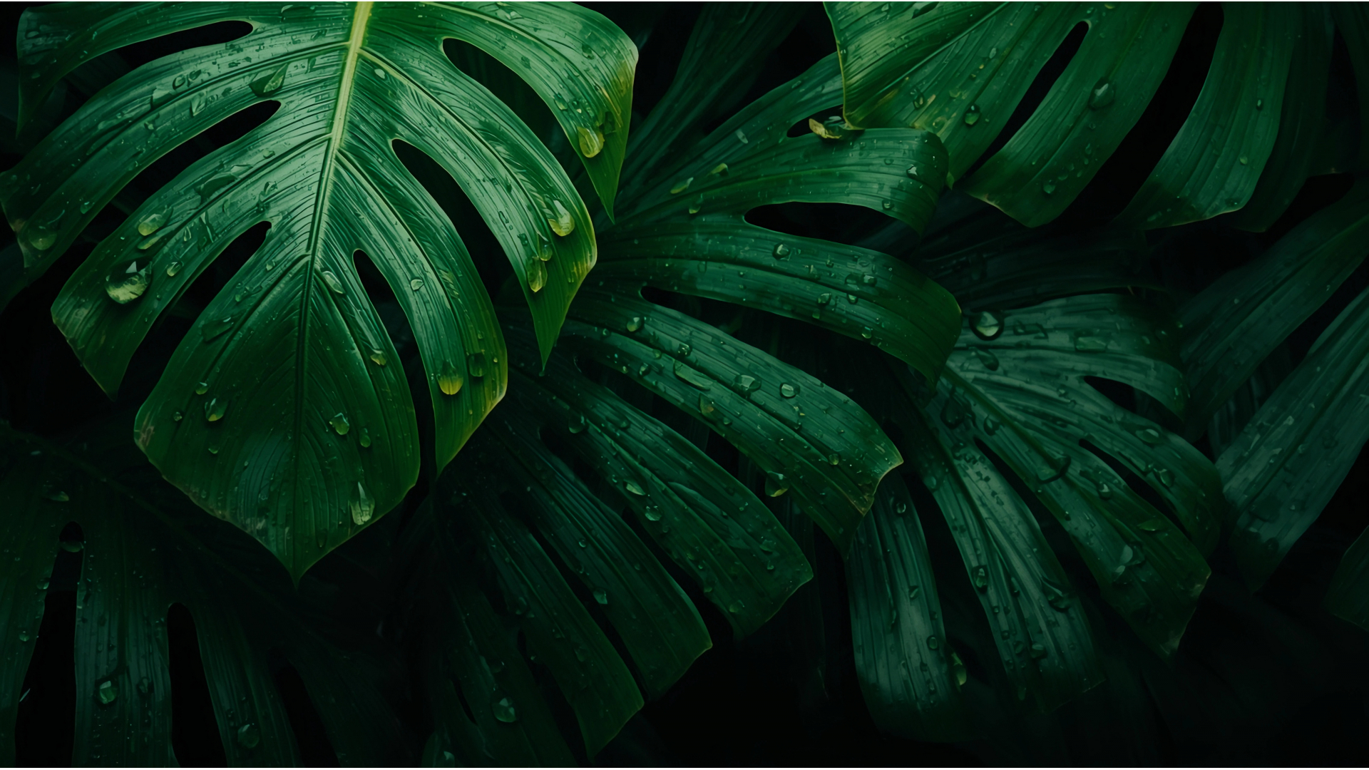 Tropical Green Leaves with Water Droplets
