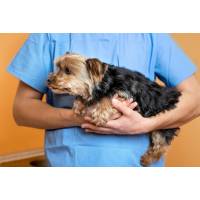 Association pour les animaux